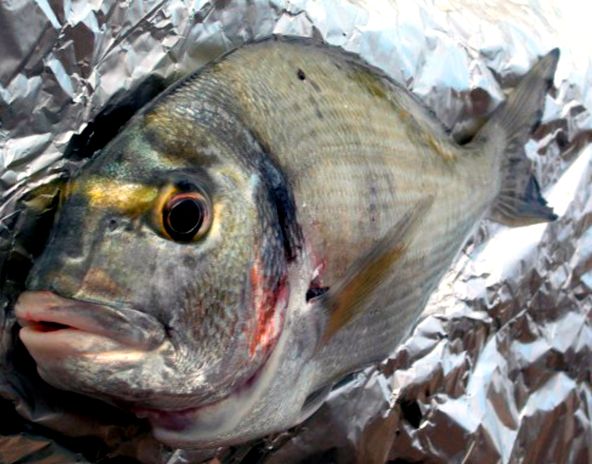 Sparus aurata_09.jpg